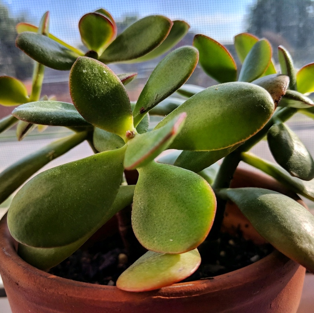 Meet your Posher, Cecilia